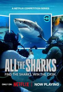 All the Sharks - In cerca di squali